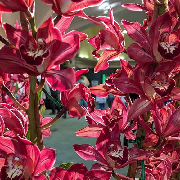 Meet your Posher, Sofia - Picture 1 of 1